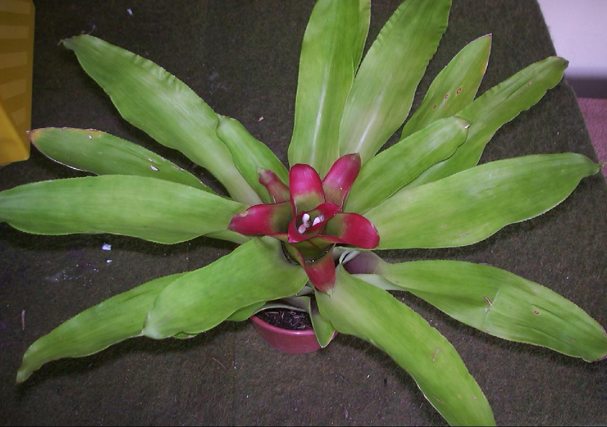 نیدولاریوم اینوسنتی